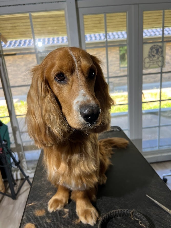 KLIP af mellem store racer